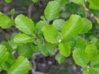 Alnus glutinosa Käglinge rereationsområde, Malmö, Skåne, Sweden 20230521_0111