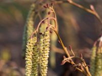 Alnus glutinosa Ribersborg, Malmö, Skåne, Sweden 20140309_0008