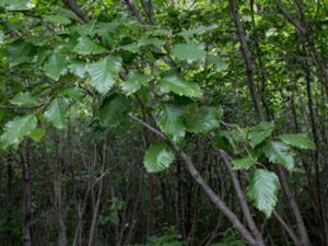 Alnus sinuata - Sitka Alder