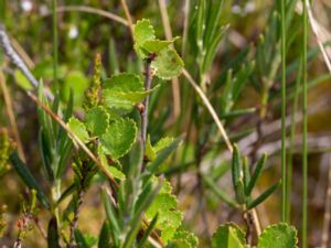 Betula nana - Dwarf Birch - Dvärgbjörk