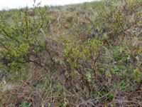 Betula nana Coffee Dome, Nome, Alaska, USA 20140620_1109