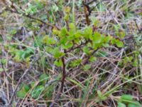 Betula nana Coffee Dome, Nome, Alaska, USA 20140620_1110