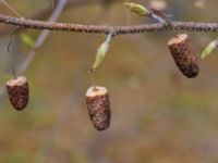 Betula pendula Katrinetorp, Malmö, Skåne, Sweden 20170412_0052