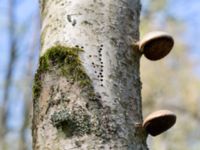 Betula pubescens Holmeja, Svedala, Skåne, Sweden 20150502_0094