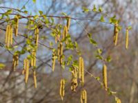 Betula pubescens ssp. pubescens Grötehög, Malmö, Skåne, Sweden 20190414_0093