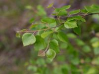 Betula pubescens ssp. pubescens Väster-Sortmyran, Sävar, Umeå, Västerbotten, Sweden 20150706_0930