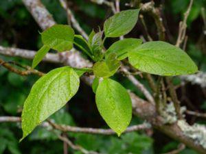 Catalpa bignonioides - Southern Catalpa - Katalpa