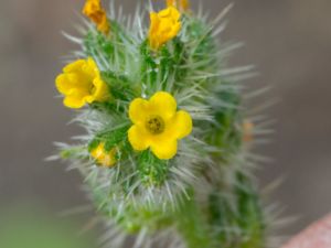 Amsinckia retrorsa - Rigid Fiddleneck - Fodergullört