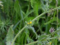 Amsinckia retrorsa Väderögatan, Malmö hamn, Malmö, Skåne, Sweden 20170625_0014