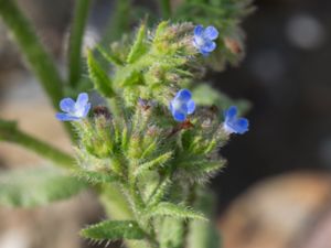 Anchusa arvensis - Small Bugloss - Fårtunga