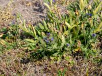 Anchusa arvensis Hammars backar, Ystad, Skåne, Sweden 20190417_0032