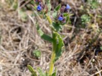 Anchusa arvensis Hammars backar, Ystad, Skåne, Sweden 20190417_0033