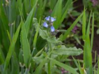 Anchusa arvensis Komstadgården, Simrishamn, Skåne, Sweden 20170610_0034