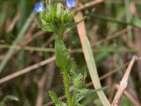 Anchusa arvensis Landskronavägen 550 m NE Sundsgården, Helsingborg, Skåne, Sweden 20170811_0002