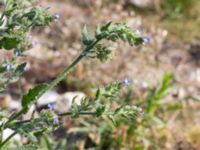 Anchusa arvensis Lindängelunds rekreationsområde, Malmö, Skåne, Sweden 20160925_0048