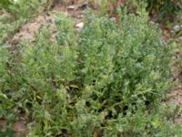 Anchusa arvensis Stjärnelundsvägen, Sege, Burlöv, Skåne, Sweden 20160627_0005