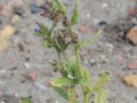 Anchusa arvensis Swedechrome, Norra hamnen, Malmö, Skåne, Sweden 20150724_0030