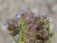 Anchusa arvensis Swedechrome, Norra hamnen, Malmö, Skåne, Sweden 20150724_0034