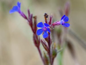 Anchusa azurea - Italian Bugloss - Italiensk oxtunga