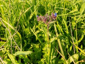 Anchusa gmelinii