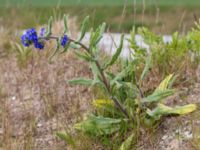 Anchusa officinalis Ängavallen, Vellinge, Skåne, Sweden 20160518_0098