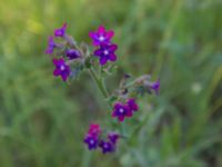 Anchusa officinalis Käglinge, Malmö, Skåne, Sweden 20100628 058