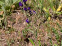 Anchusa officinalis Sege station, Burlöv, Skåne, Sweden 20160601_0035