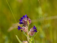 Anchusa officinalis Silvåkratornet, Krankesjön, Malmö, Skåne, Sweden 20120615 158