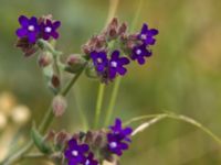 Anchusa officinalis Silvåkratornet, Krankesjön, Malmö, Skåne, Sweden 20120615 192