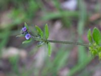 Asperugo procumbens Östra kyrkogården, Malmö, Skåne, Sweden 20190611_0050