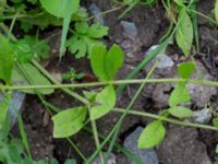 Asperugo procumbens Östra kyrkogården, Malmö, Skåne, Sweden 20190611_0051