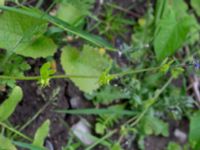 Asperugo procumbens Östra kyrkogården, Malmö, Skåne, Sweden 20190611_0052