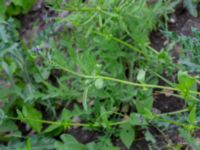 Asperugo procumbens Östra kyrkogården, Malmö, Skåne, Sweden 20190611_0056