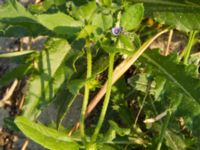 Asperugo procumbens Ribersborg, Malmö, Skåne, Sweden 20120618 012