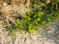 Asperugo procumbens Ribersborg, Malmö, Skåne, Sweden 20120618 013