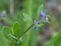 Asperugo procumbens Ribersborg, Malmö, Skåne, Sweden 20150622_0059