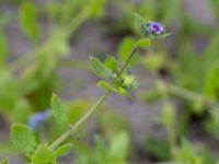 Asperugo procumbens Ribersborg, Malmö, Skåne, Sweden 20150622_0061