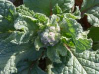 Borago officinalis Jordhögar S grodreservatet, Norra hamnen, Malmö, Skåne, Sweden 20160731_0043