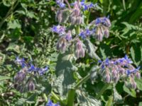 Borago officinalis Jordhögar S grodreservatet, Norra hamnen, Malmö, Skåne, Sweden 20160731_0098