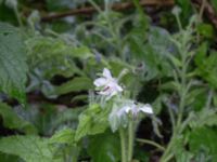 Borago officinalis Katrinetorp, Malmö, Skåne, Sweden 20170827_0018