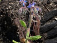 Borago officinalis Ruderatyta Marsgatan, Malmö, Skåne, Sweden 20220628_0094