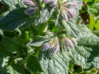 Borago officinalis Sliparebacken, Lund, Skåne, Sweden 20190623_0097