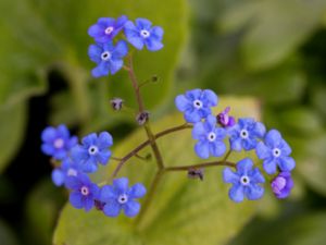 Brunnera macrophylla - Largeleaf Brunnera - Kaukasisk förgätmigej