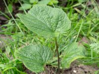 Brunnera macrophylla Östra kyrkogården, Malmö, Skåne, Sweden 20190611_0034