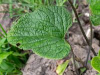 Brunnera macrophylla Östra kyrkogården, Malmö, Skåne, Sweden 20190611_0036