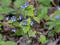 Brunnera macrophylla Almåsa, Malmö, Skåne, Sweden 20210428_0013