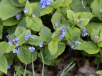 Brunnera macrophylla Almåsa, Malmö, Skåne, Sweden 20210428_0016