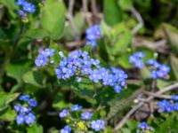 Brunnera macrophylla Djungelparken, Bunkeflostrand, Malmö, Skåne, Sweden 20180419_0013