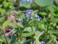 Brunnera macrophylla Djungelparken, Bunkeflostrand, Malmö, Skåne, Sweden 20180419_0014