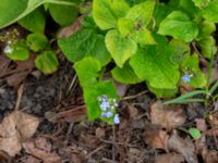 Brunnera macrophylla Klagshamnsvägen, Bunkeflostrand, Malmö, Skåne, Sweden 20200412_0042